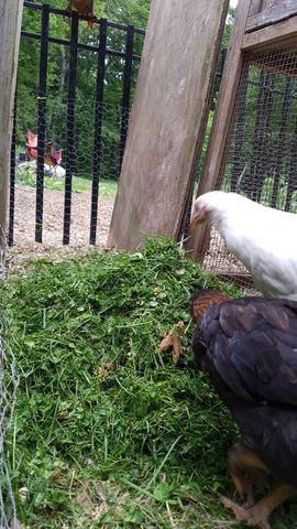 A large white chicken and a dark brown bantam forage together on a fresh pile of green grass. The white bird looks toward the camera while pecking, its feathers bright against the dark plumage of its companion. In the background, two reddish-brown birds stand alert near the fence line.