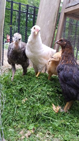 A striking white bantam stands alert in the center, locking eyes with the camera. To its left, a mottled grey-and-brown bird looks on, while a dark brown bird with laced feathers stands to the right. A smaller tan chick is tucked behind them. They are gathered on a bed of fresh green grass near the coop entrance.