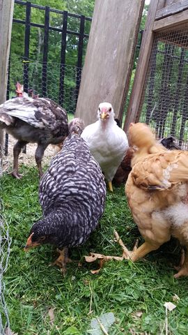A curious white chicken locks eyes with the camera, its bright yellow beak standing out against the green grass. Nearby, a black-and-white barred bird pecks at the ground, while a fluffy golden hen stands alert beside it. In the background, a mottled grey and white bird walks past a wooden post, and another dark bird is partially hidden in the shadows.
