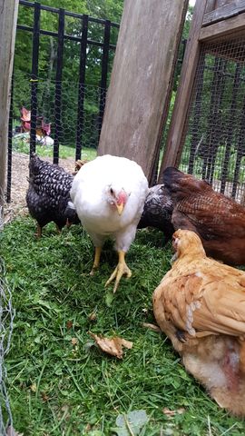 A large white hen stands alert in the center, looking straight into the lens with bright eyes. To her left, a black-and-white speckled bird forages on the grass, while a dark brown hen stands behind her. In the foreground, a golden-brown hen is bent over pecking at the ground. Another dark bird is partially visible between the white and brown hens.