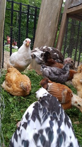 A white chicken stands alert in the center, looking directly at the camera with bright eyes. In the immediate foreground, a large black-and-white bird fills the frame, its patterned feathers crisp and detailed. Behind them, a group of mixed-breed chickens rests on the grassy ground; one is a solid golden-brown hen sitting quietly, while others display grey, mottled brown, and speckled plumage. The scene captures a moment of calm in the flock, led