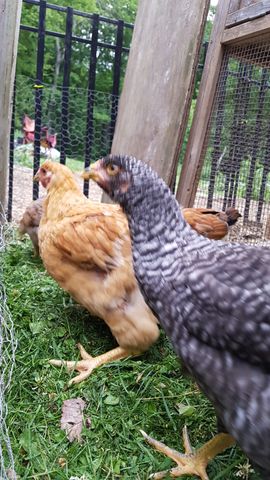 A grey-and-black barred chicken stares directly into the lens, its yellow eye sharp and vivid. Beside it, a golden-brown hen stands alert on the grassy ground. In the background, other brown birds forage near the coop fence line.