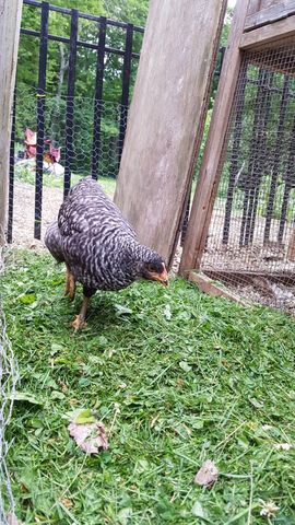 A striking black-and-white barred chicken stands alert in the foreground, pecking at a patch of fresh green grass. Its feathers show crisp contrast between the dark bars and white background, while its orange beak is clearly visible as it forages. In the background, two other birds rest near a wooden structure, partially obscured by wire fencing.