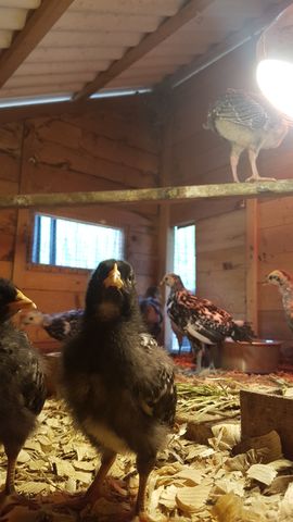 A bold black chick stands tall and alert in the foreground, locking eyes with the camera. Behind it, a striking chipmunk-striped bantam looks on from the side, while another dark bird perches high above on a wooden beam. The group is gathered in their warm brooder.